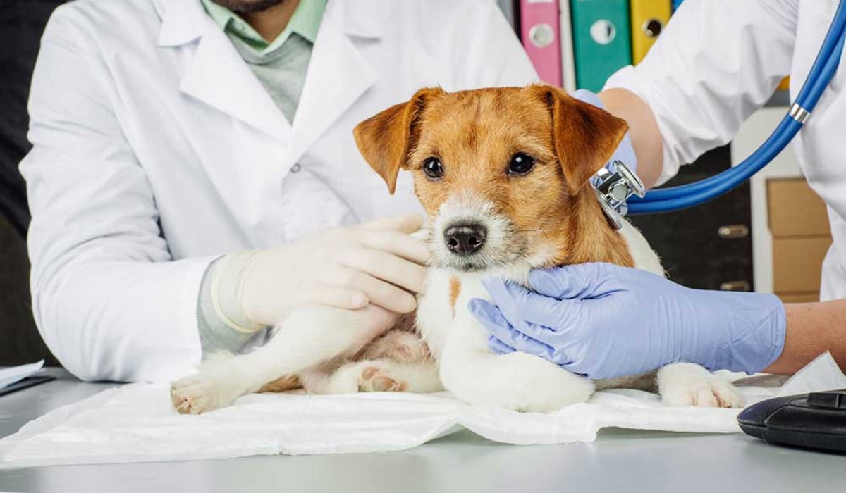 cane dal veterinario