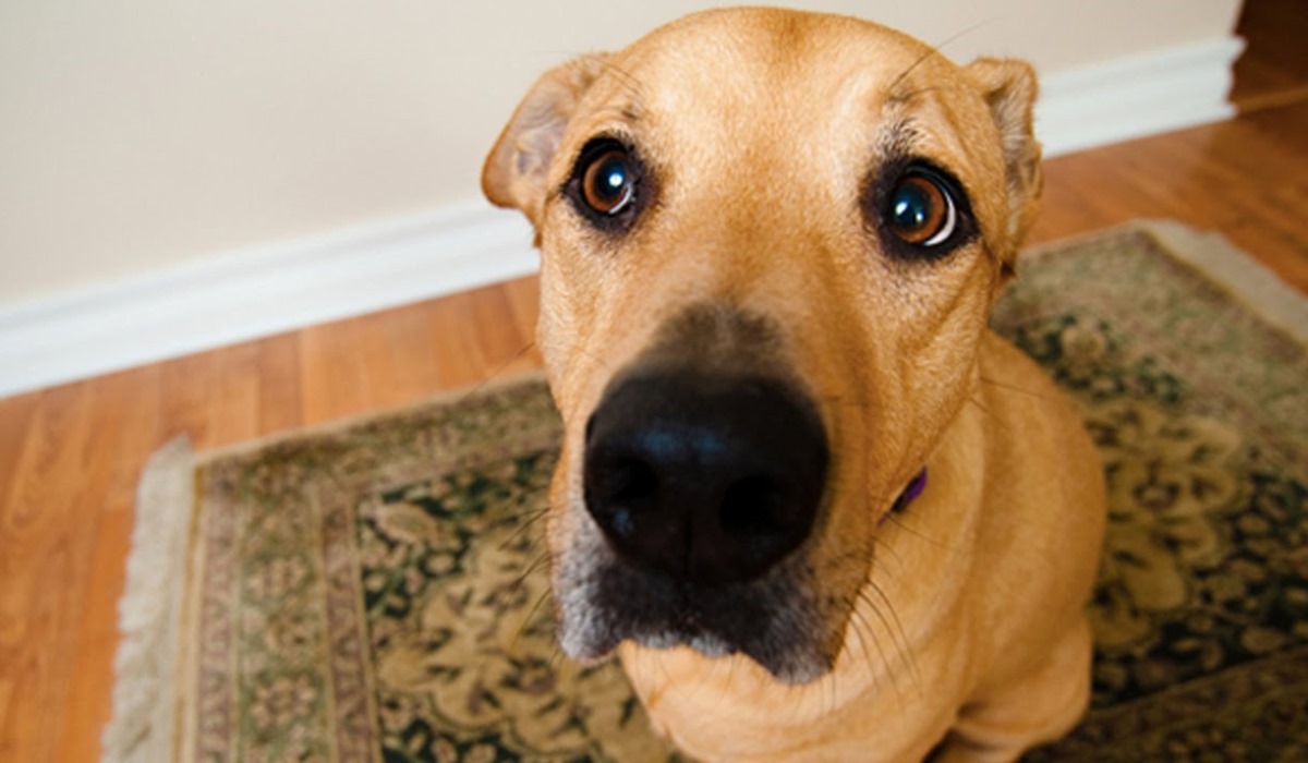 cane con l'espressione buffa