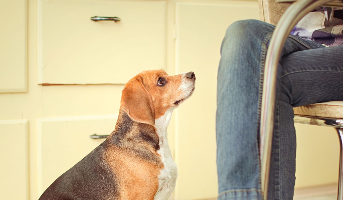 cane che chiede cibo al suo padrone