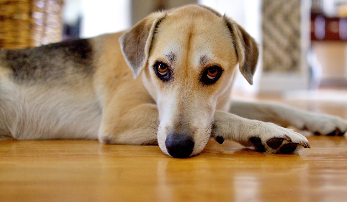 cane con l'espressione colpevole