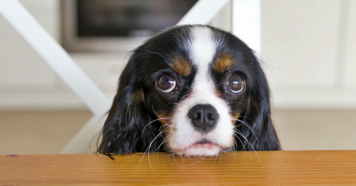 I cani possono mangiare i cannoli?