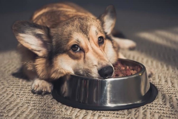 cane accucciato dentro ciotola