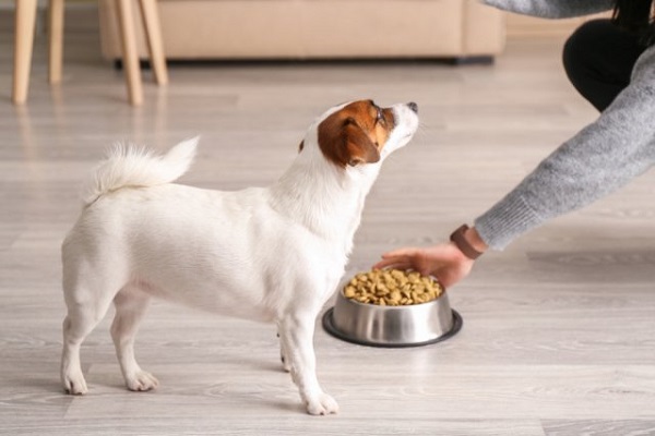 cane aspetta di mangiare