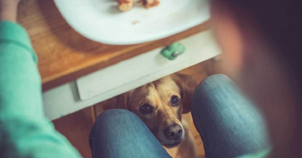 I cani possono mangiare il capocollo?