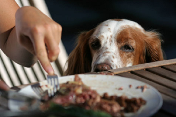 cane che guarda cibo