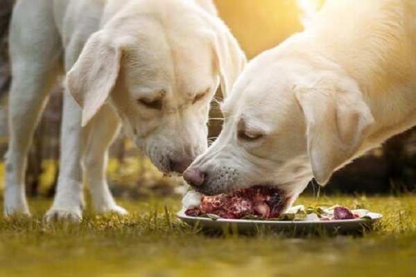 cani labrador che mangiano