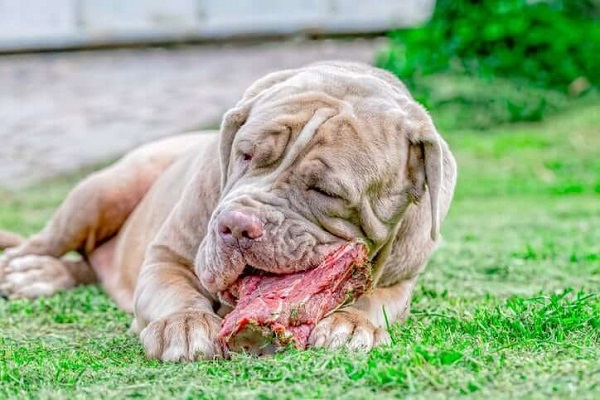 cane che mangia tocco di carne