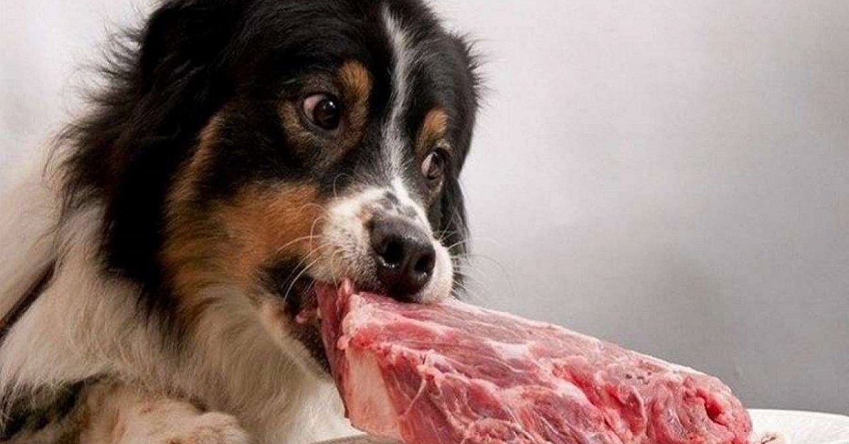 I cani possono mangiare il capretto?