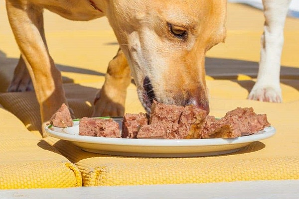 cane mangia all'aperto