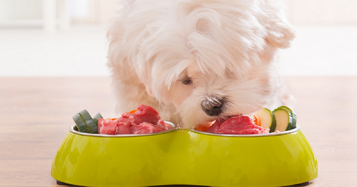 Cani, quali sono i loro requisiti nutrizionali?