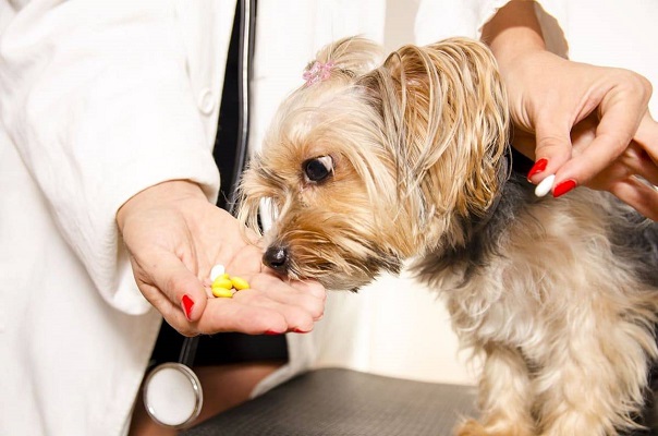 veterinario dà pillole al cane