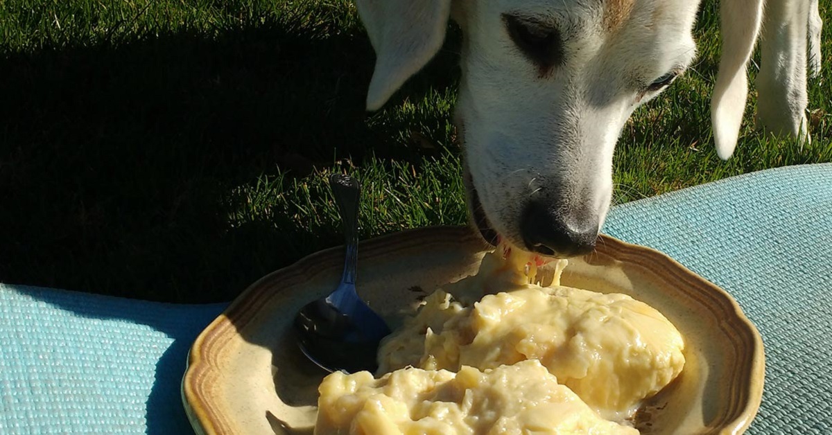 I cani possono mangiare il frutto di durio?