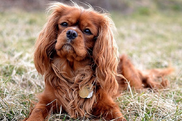 cane in mezzo alla campagna