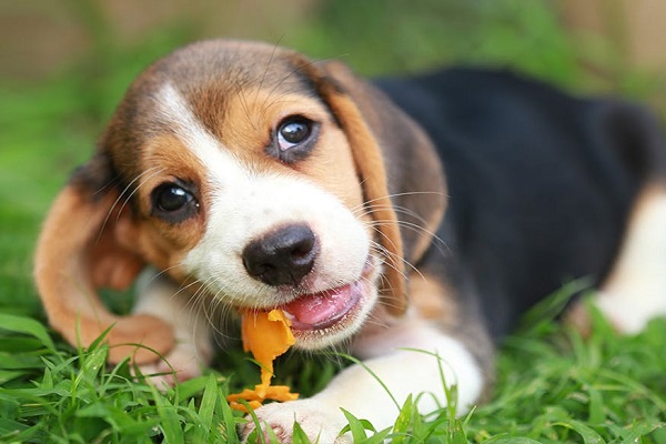 cane intento a mangiare