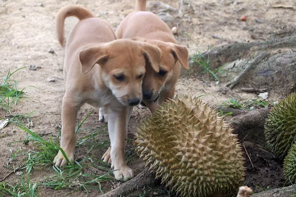 cani annusano frutti di durio