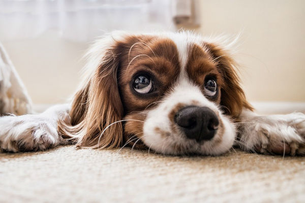 cane che guarda