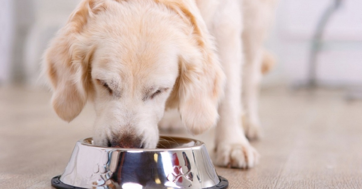 I cani possono mangiare il guanciale?