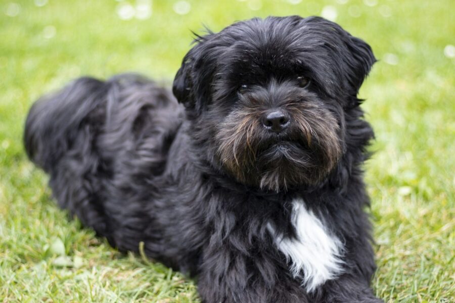 cagnolino nero sul prato