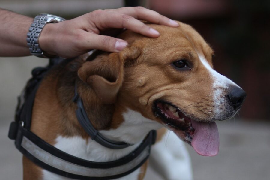 uomo che accarezza un cane