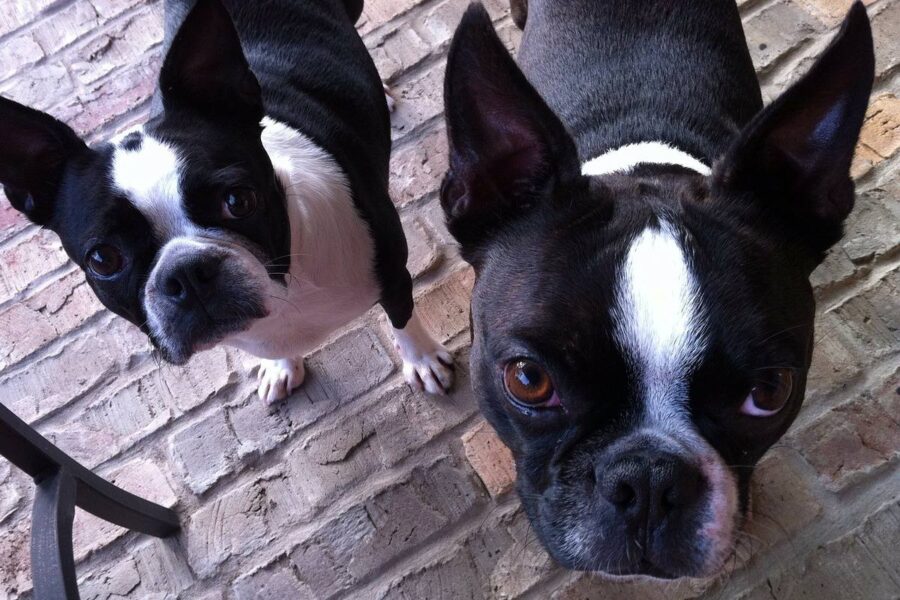 cani di razza boston terrier