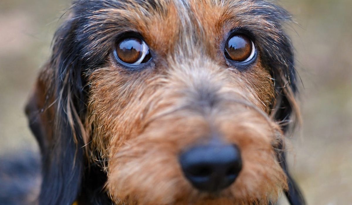 sguardo dolce del cane