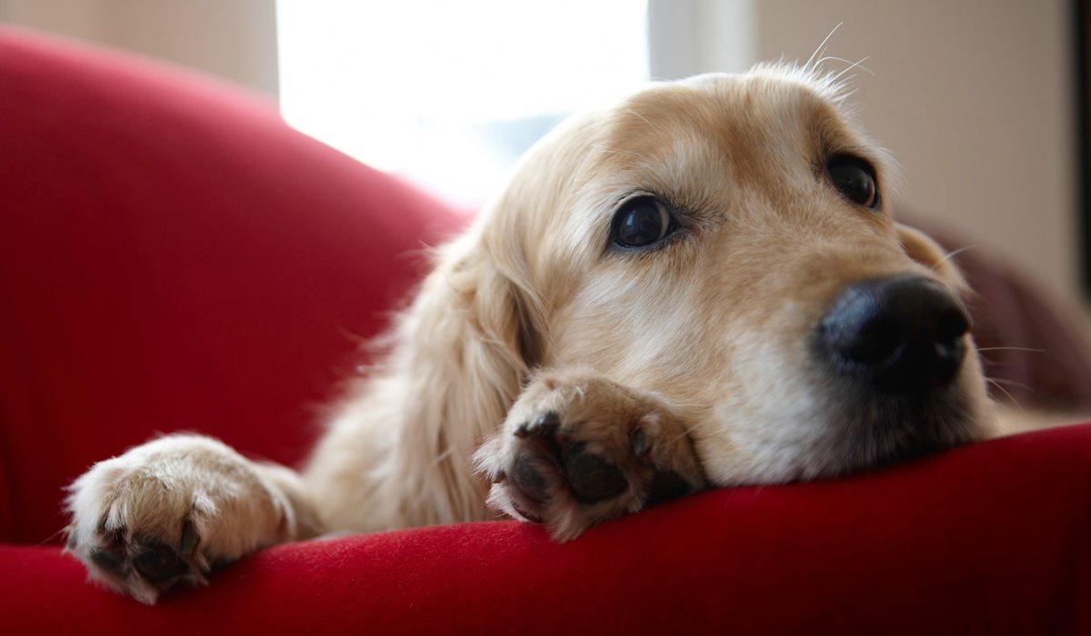 cane che dorme sul divano