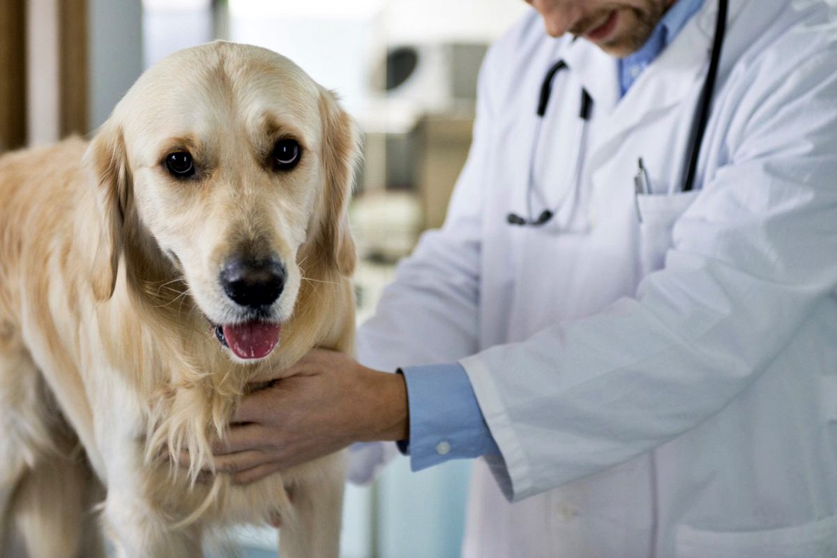 cane di taglia grande dal veterinario