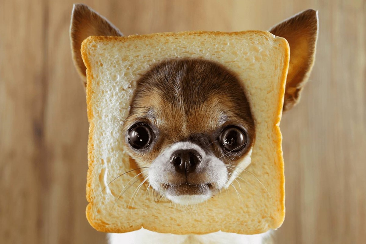 chihuahua buffo con una fetta di pane