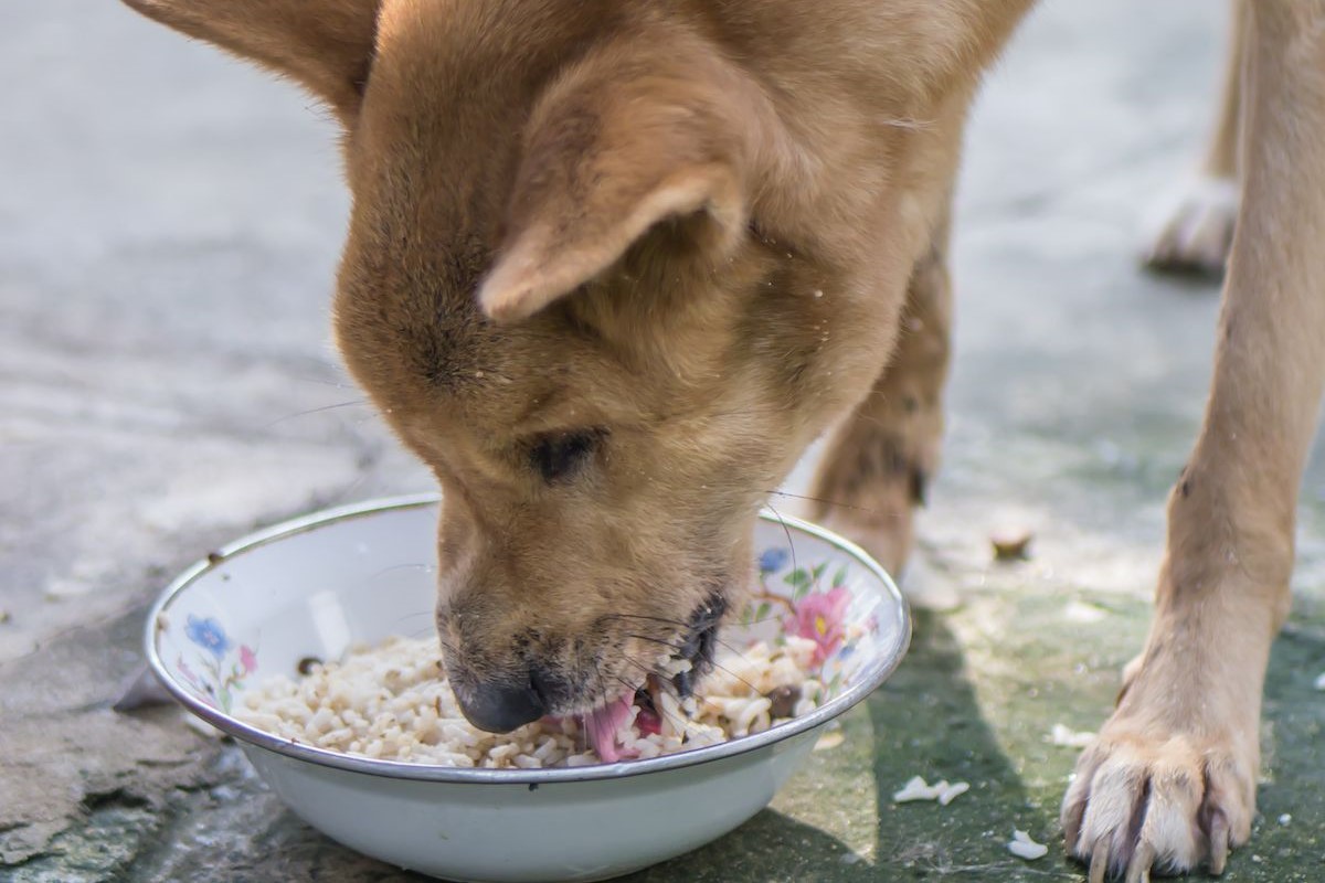 cane che mangia un piatto di riso