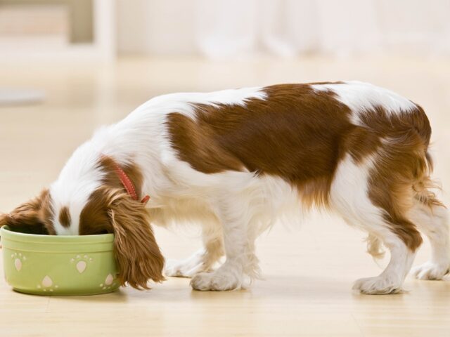 I cani possono mangiare la bottarga?