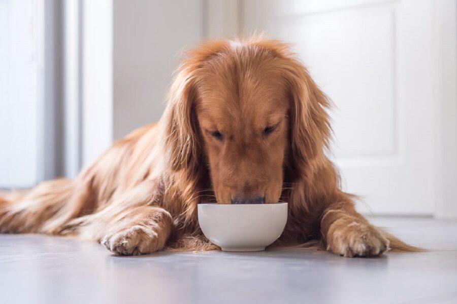 cane che si sta nutrendo