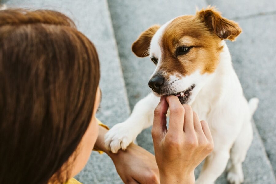 cane mangia uno spuntino