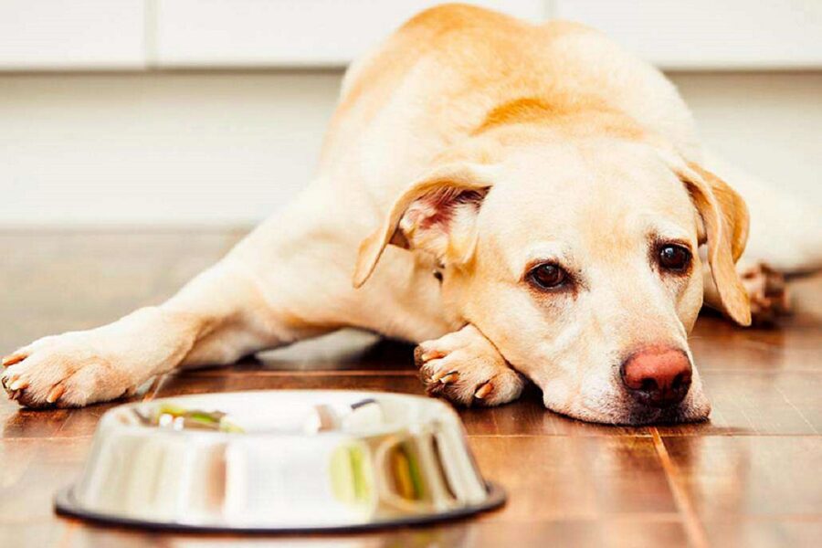 I cani possono mangiare la bottarga? I cani possono mangiare la bottarga?