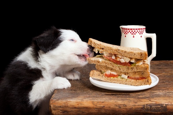 cane mangia dal tavolo della cucina