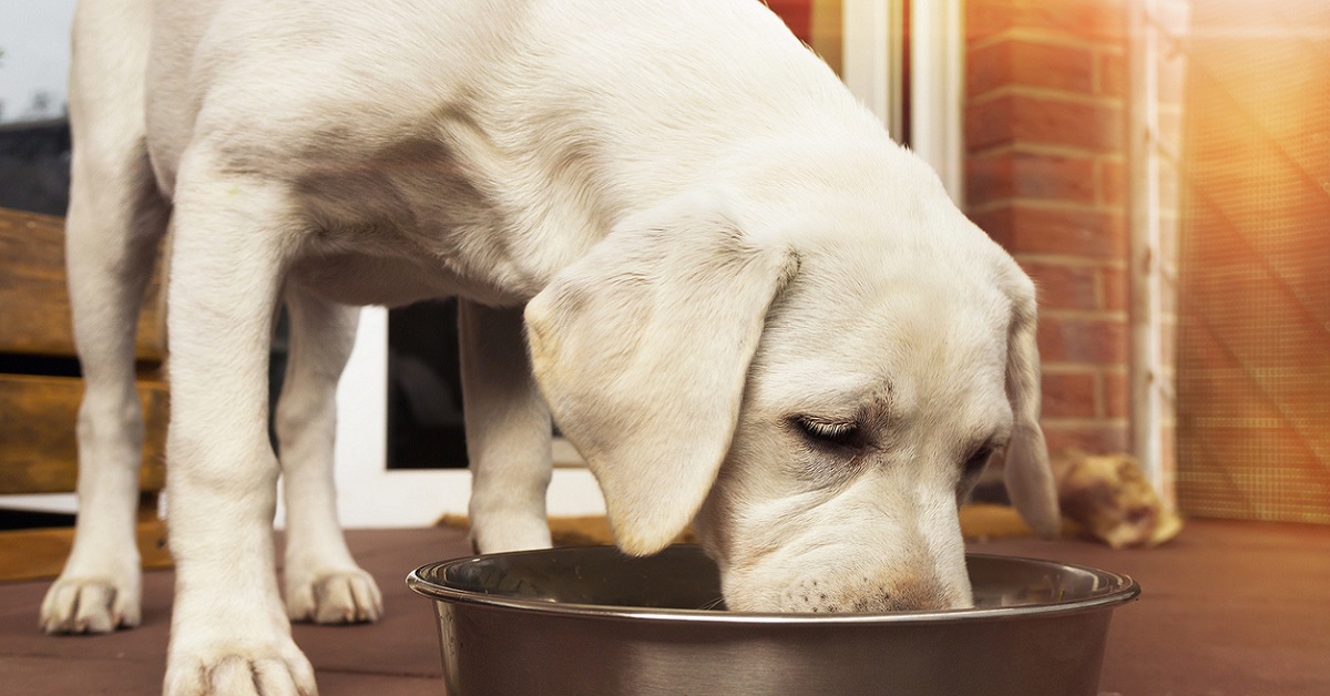 I cani possono mangiare la bresaola?