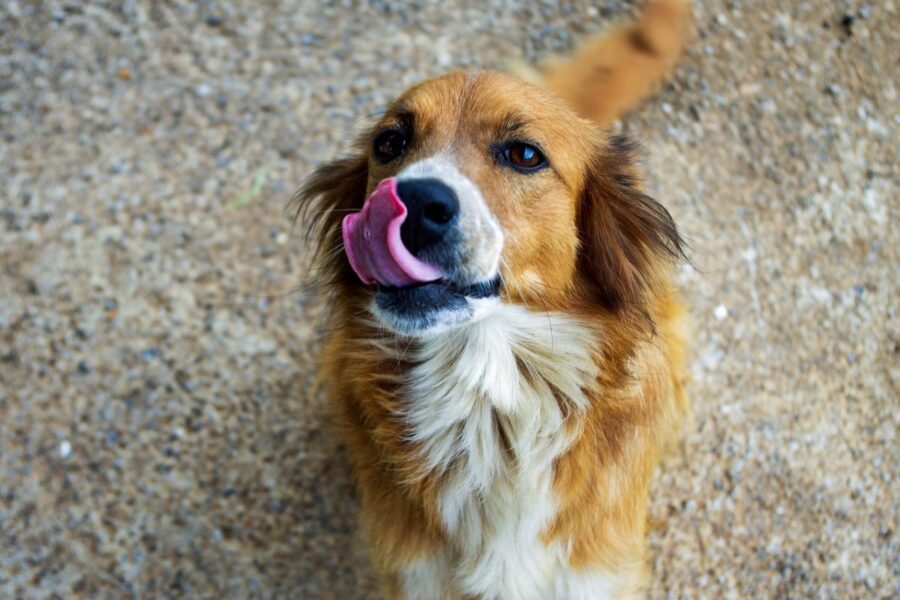 cane che si lecca il muso