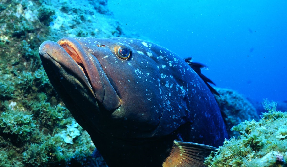 cernia che vive in mare