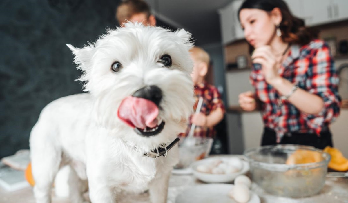 cane bianco di piccola taglia