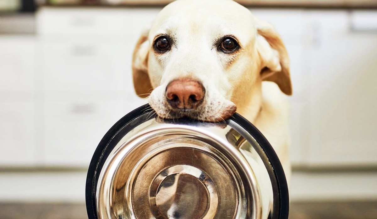 cane con la ciotola in bocca