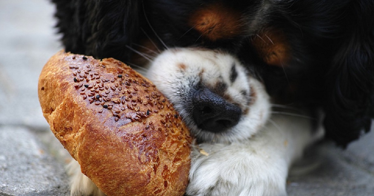 I cani possono mangiare la mortadella?