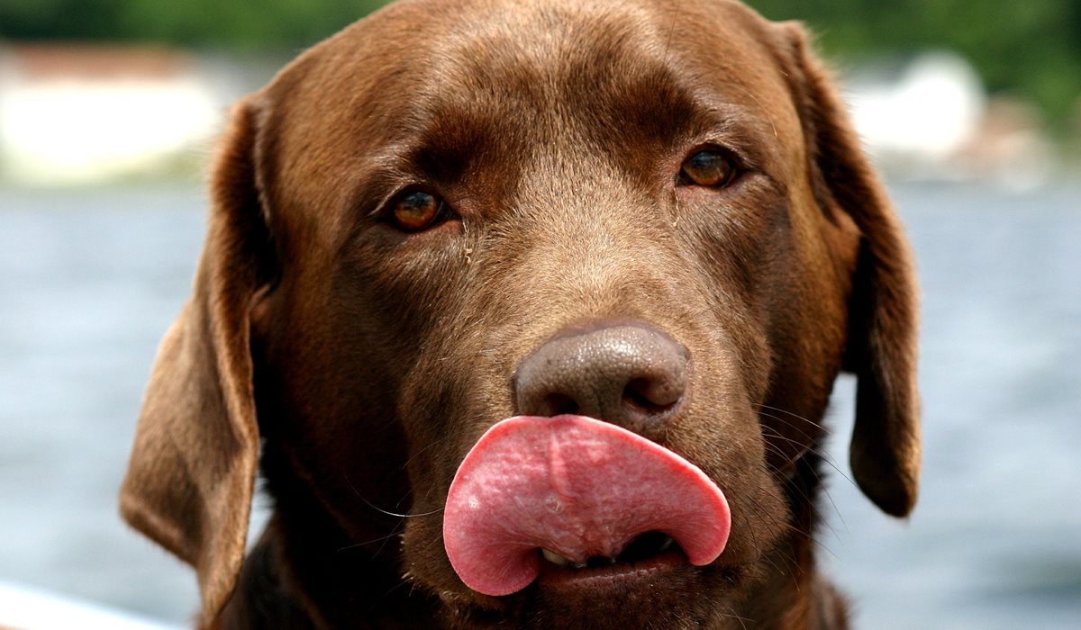 cane che si lecca le labbra