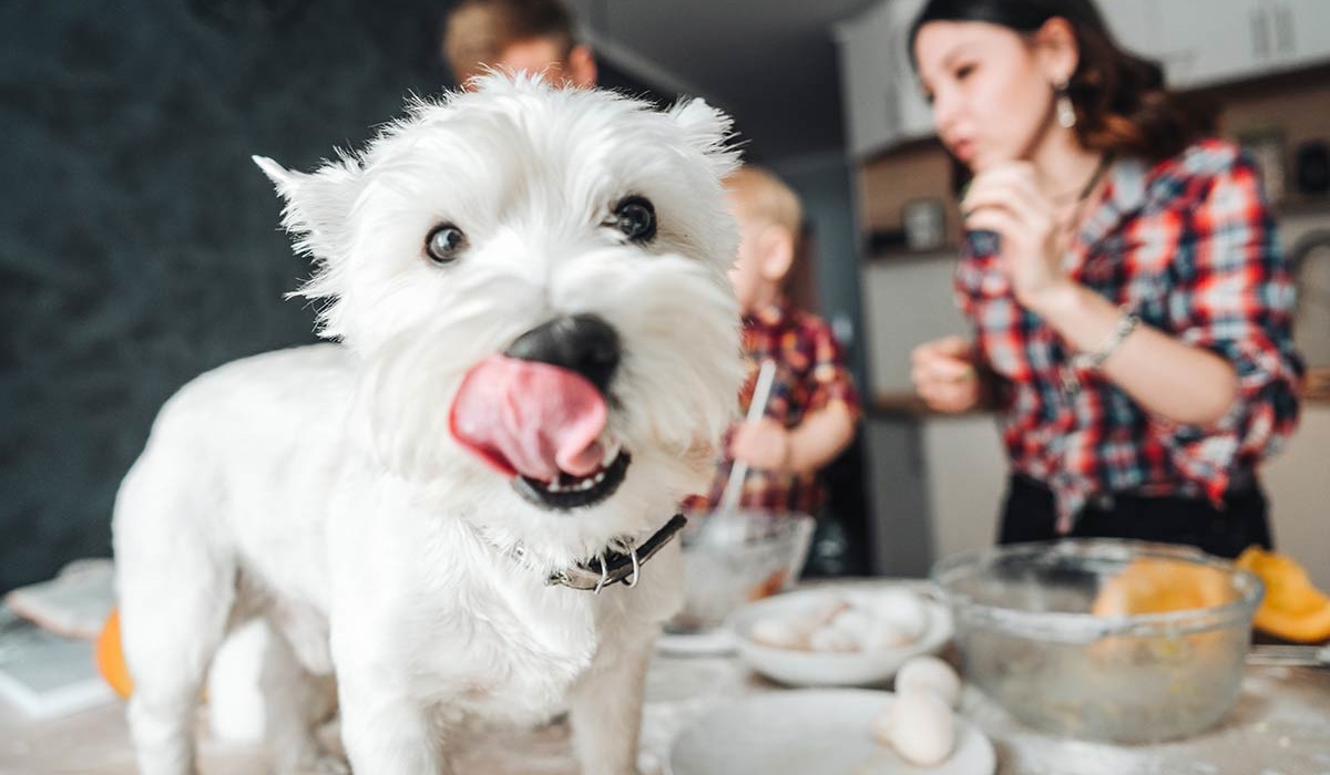 cane bianco in cucina
