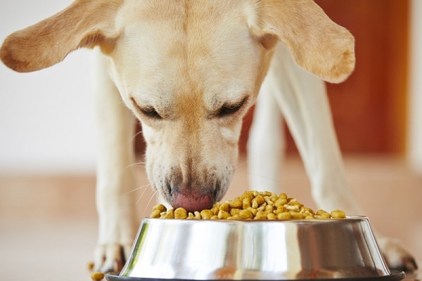 cane che mangia croccantini