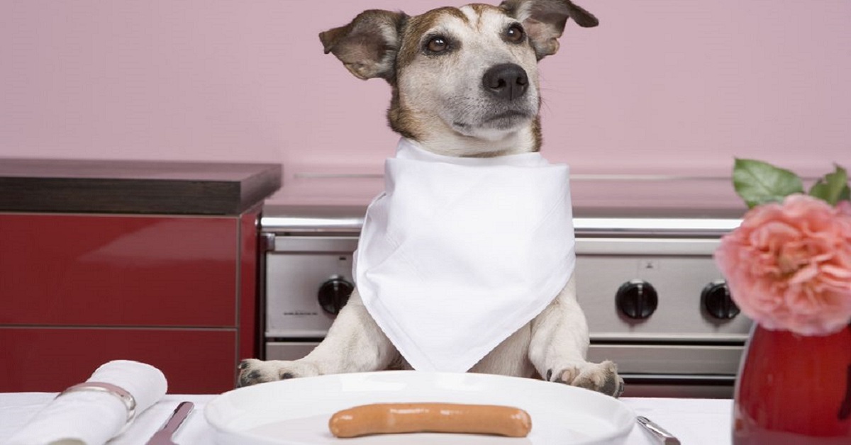 I cani possono mangiare la salamella?