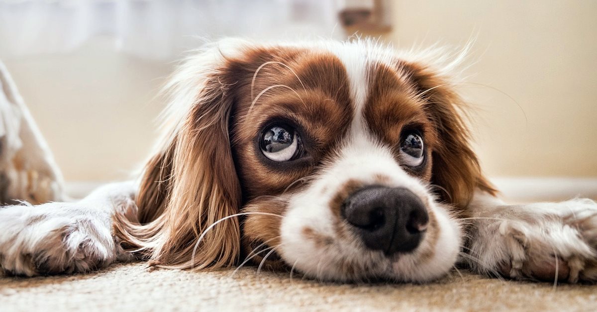 I cani possono mangiare la soppressata?