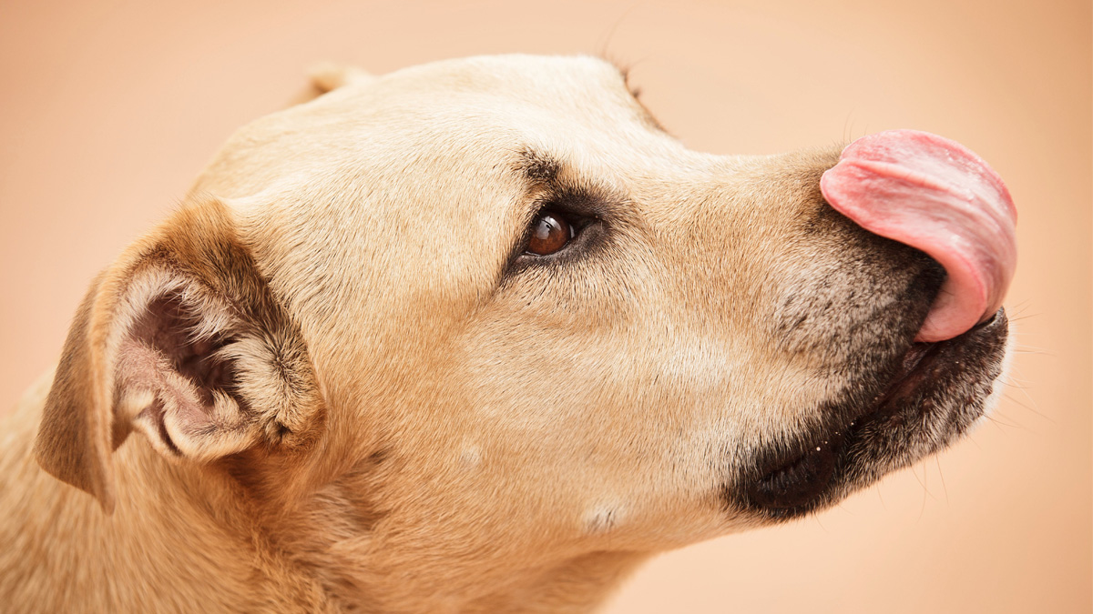 cane di colore miele