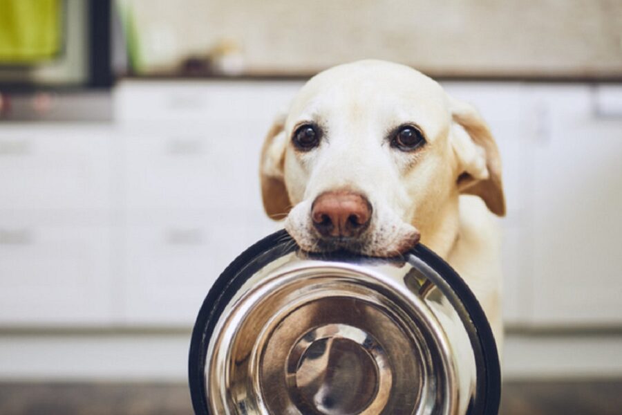 cane che aspetta di mangiare