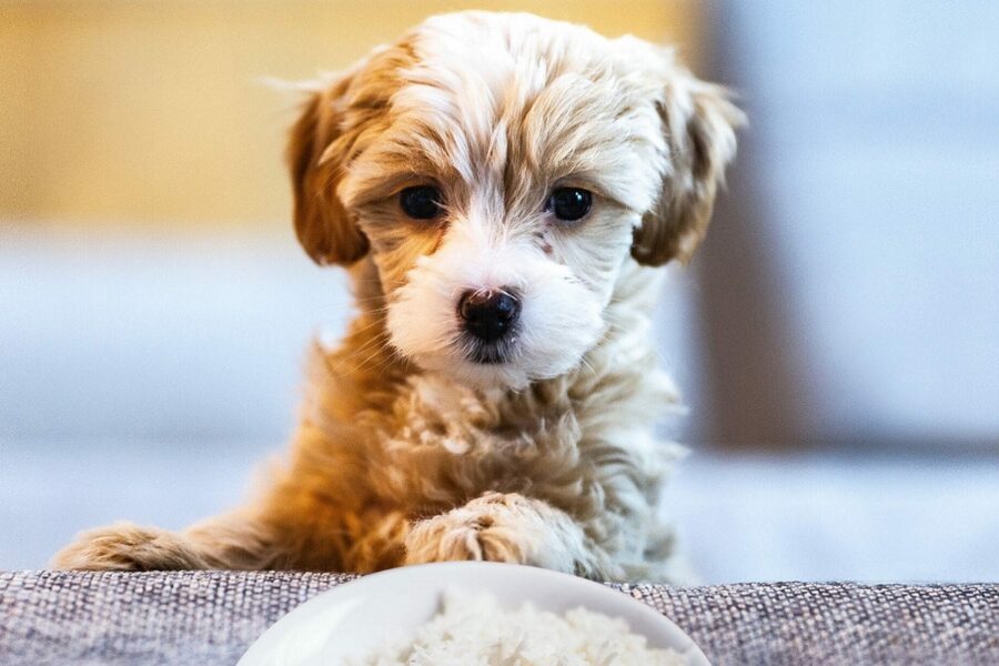 cane osserva cosa c'è sul tavolo