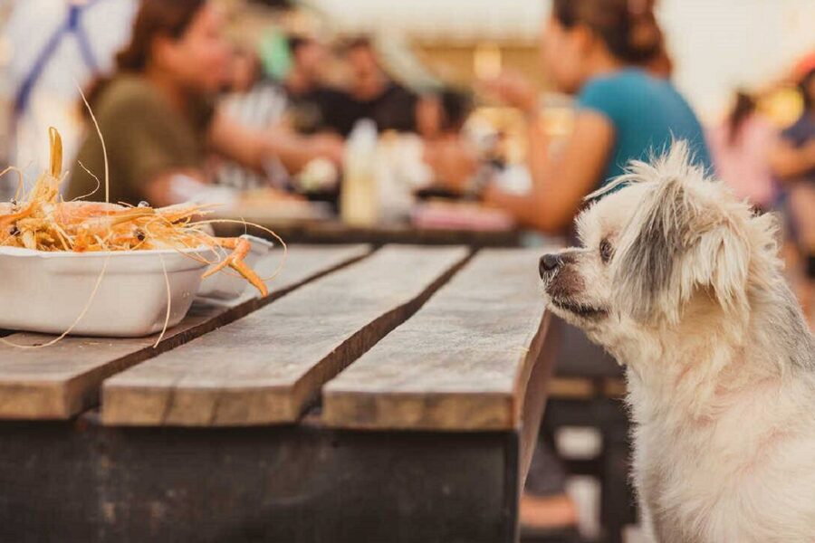 cane goloso di crostacei