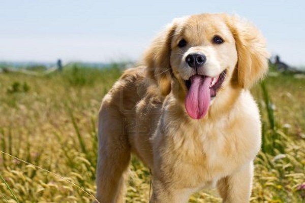 cucciolo di labrador